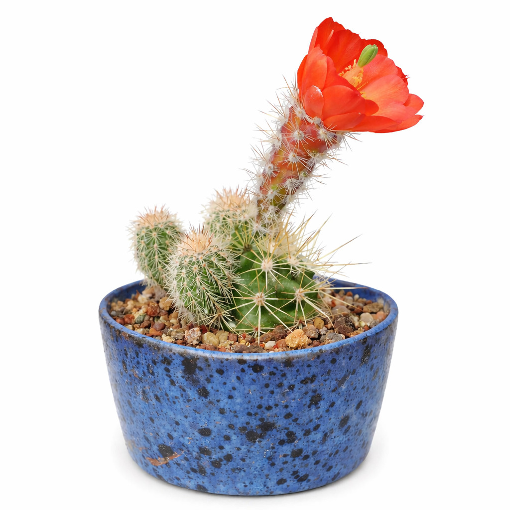 Echinocereus klapperi SEEDS – Rare Cactus SEEDS