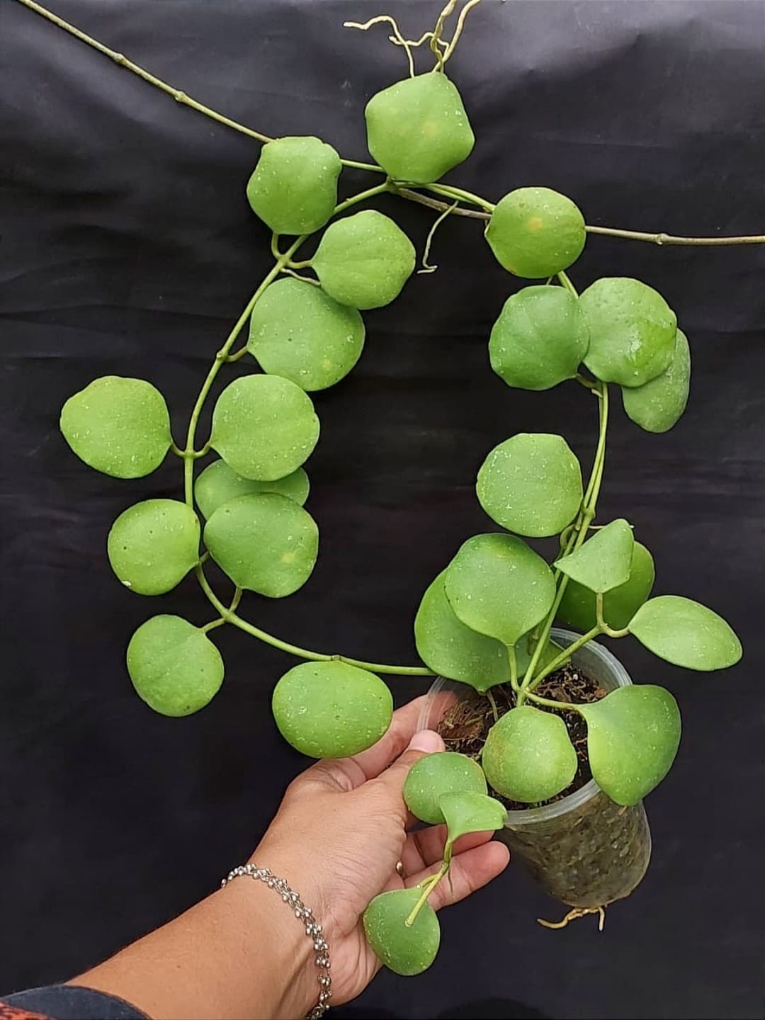 New Hoya kastbergii rare hoya house plant