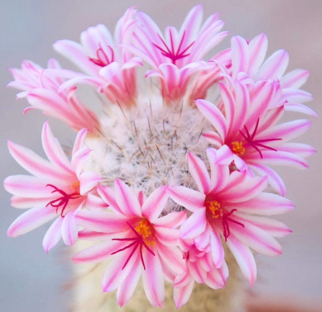 Mammillaria albicans 100 SEEDS – Rare Cactus SEEDS