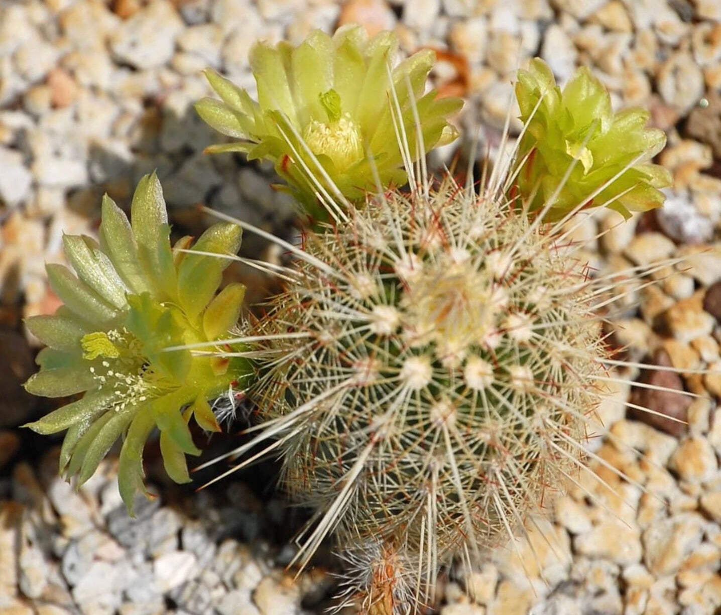 Echinocereus milleri HK370 SEEDS – Rare Cactus SEEDS