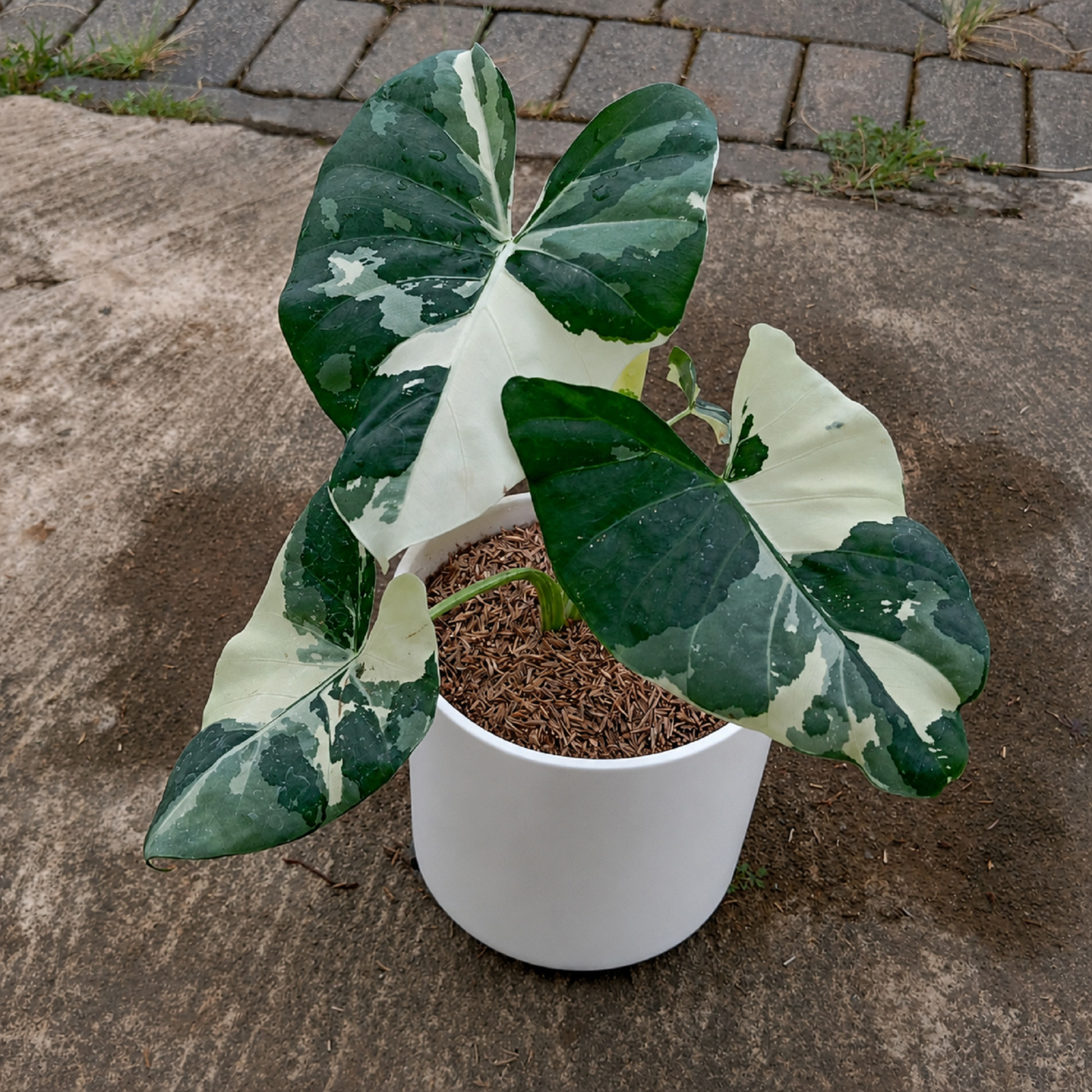 Rare Variegated Alocasia Macrorrhiza house Plant Tropical Aroid Houseplant