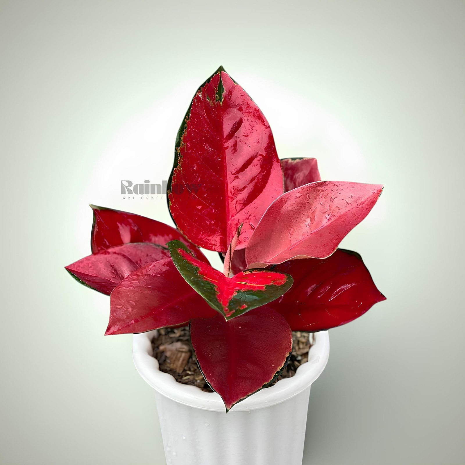 Aglaonema Suksom Beatiful Ornamental Plant