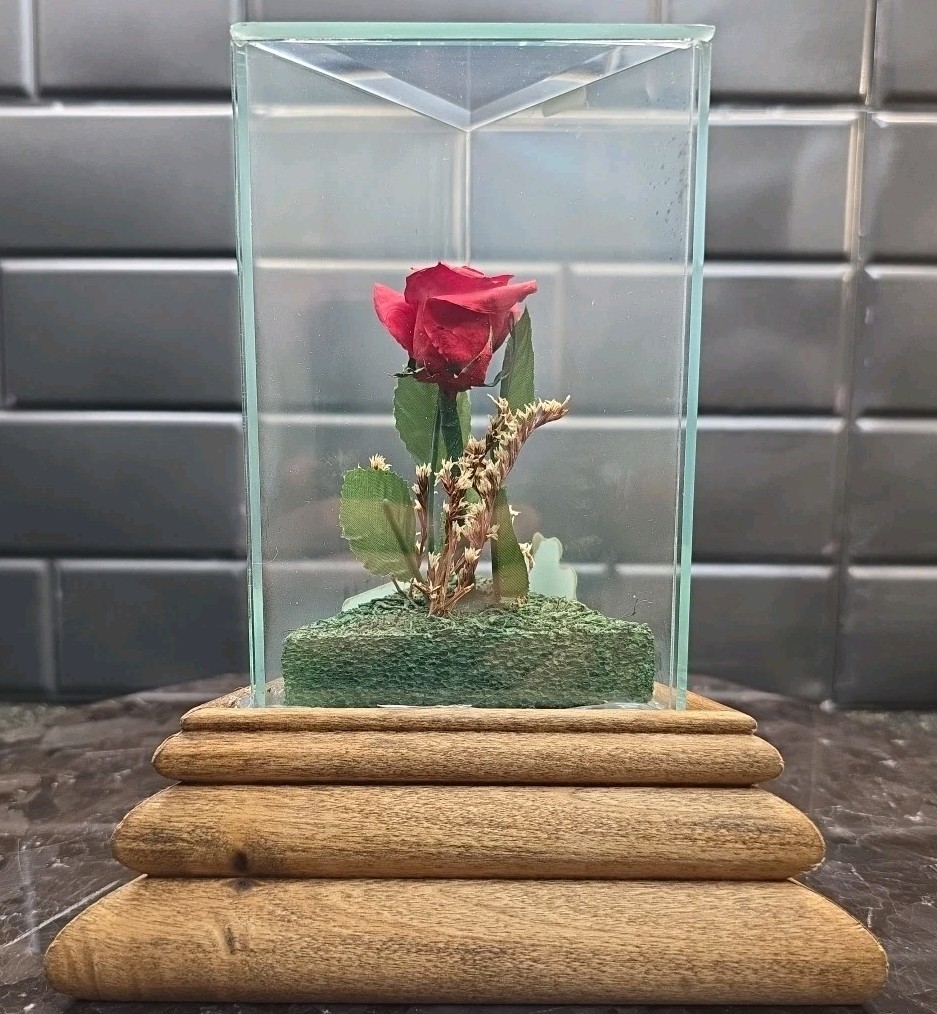 Lifesake Flowers Chesterseal Musical Real Rose Preserved In USA Glass Case