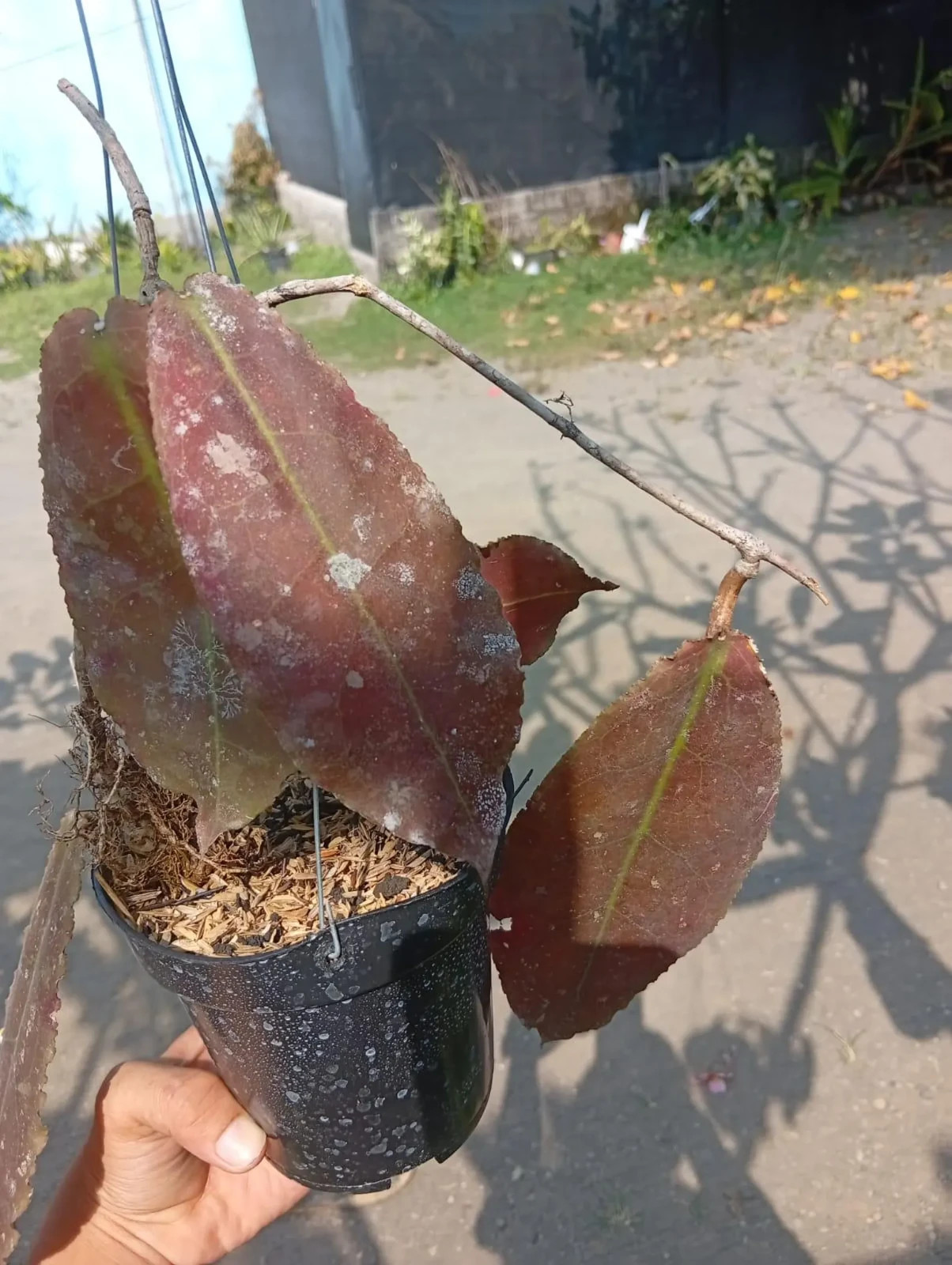 Real Picture Hoya Undulata Red Leaves Rare Plant
