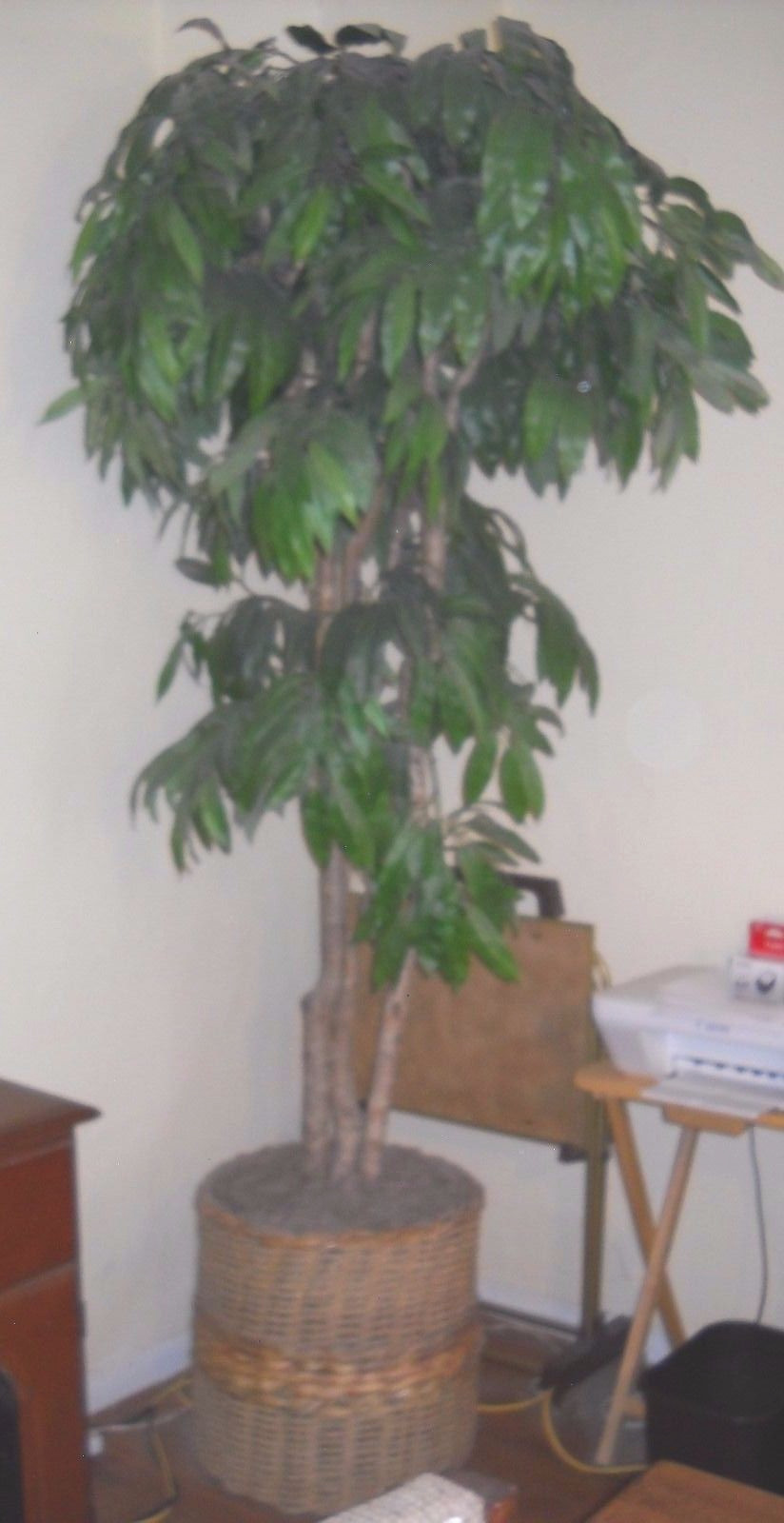 Silk mango tree with beautiful rattan basket and Spanish moss.