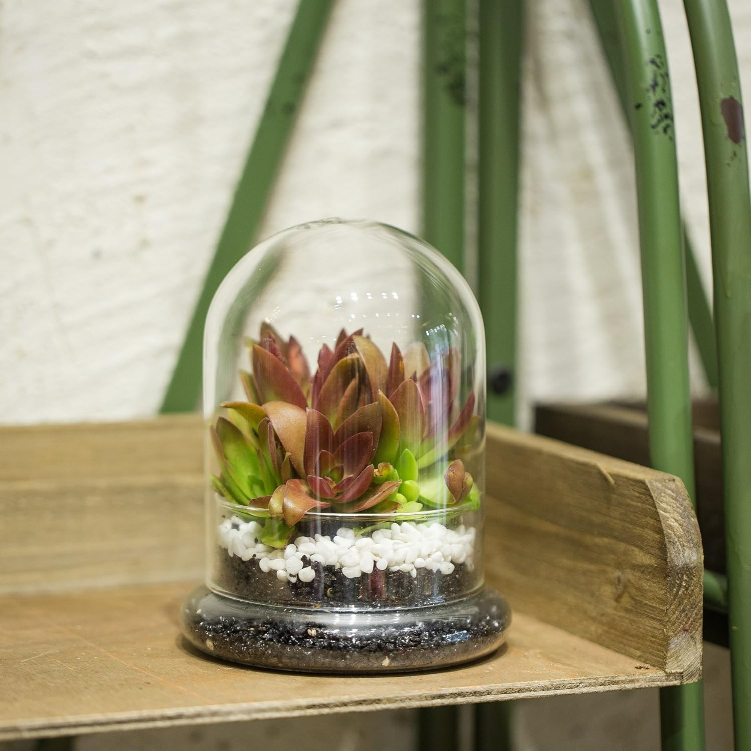 Chic Clear Glass Terrarium Cloche with Base – Ideal for Succulents or Displays