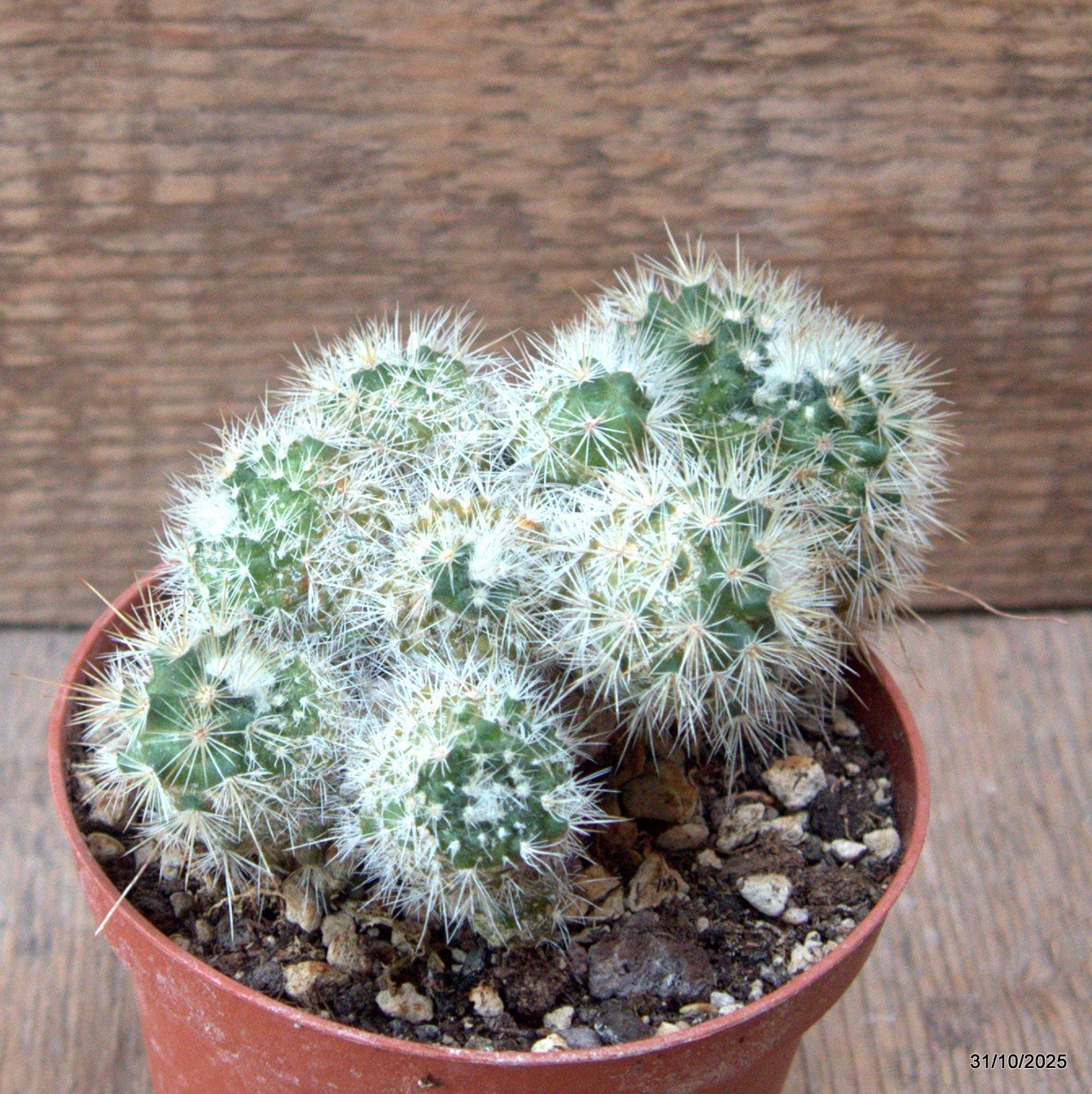 D7282 MAMMILLARIA BOCASANA MONSTER pot10-H8-W11 cm MaMa Cactus