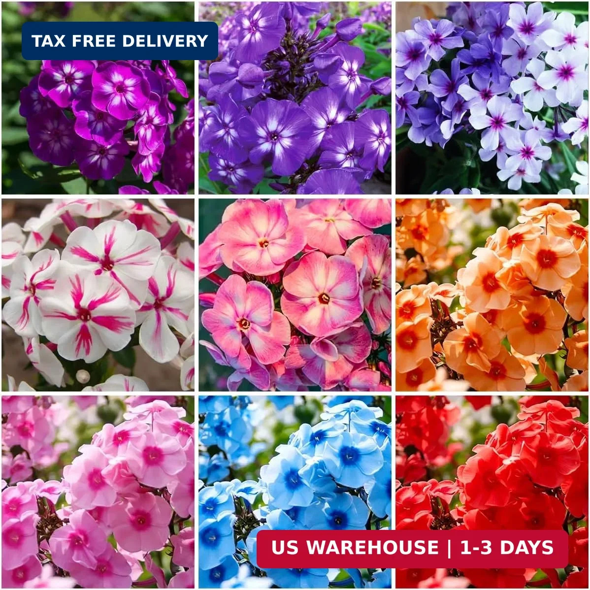 10007+ Creeping Mixed Phlox Seeds for Planting,Bright Perennial Creeping Phlox S