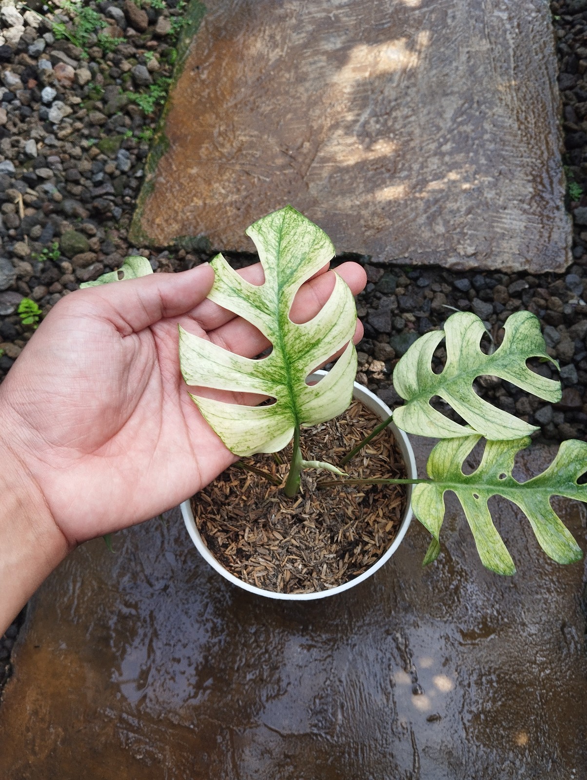 Raphidopora Tetrasperma White Monster Variegated Real Picture Free Phitosanytari