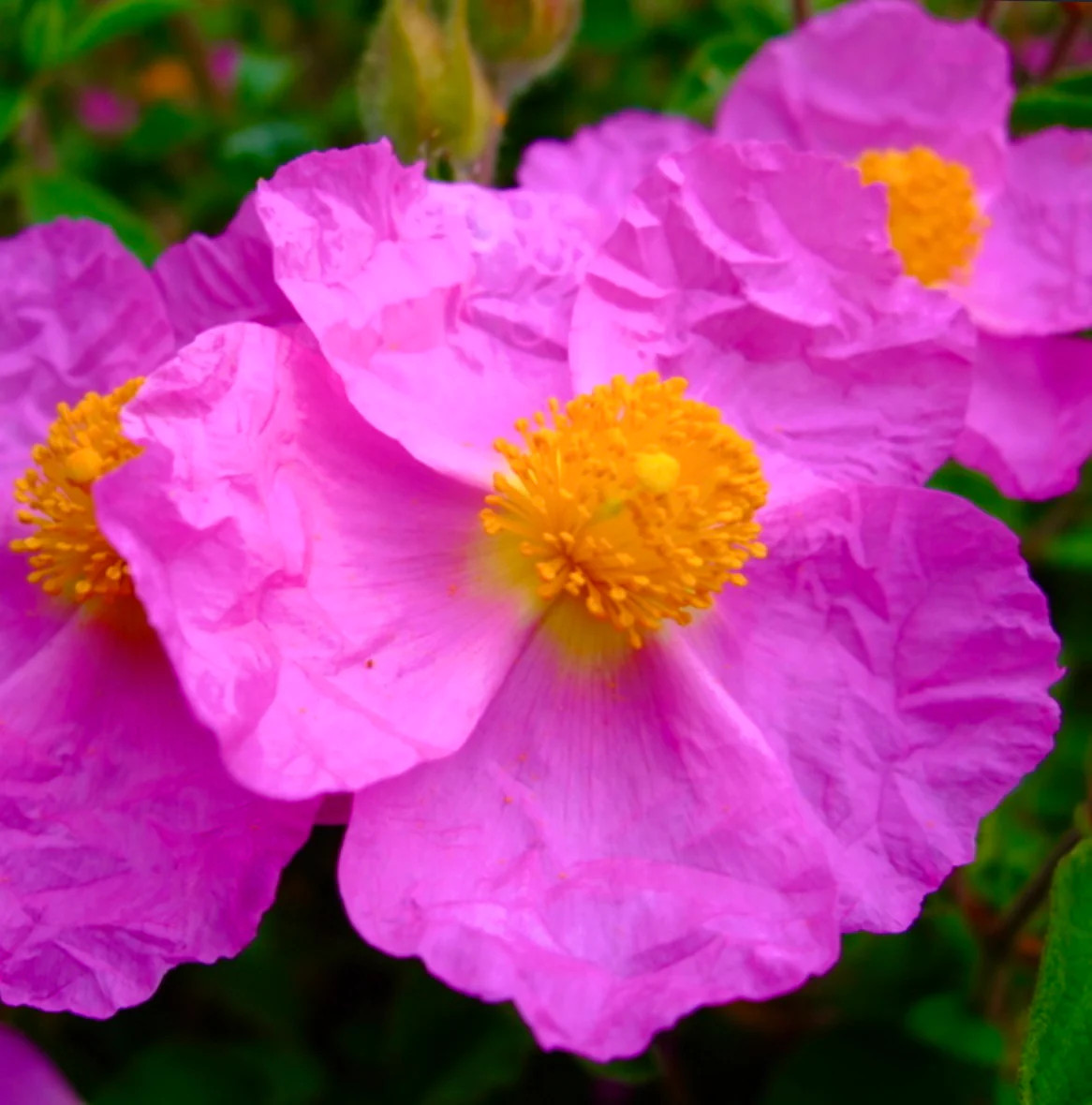 Cistus albidus 40-70cm –