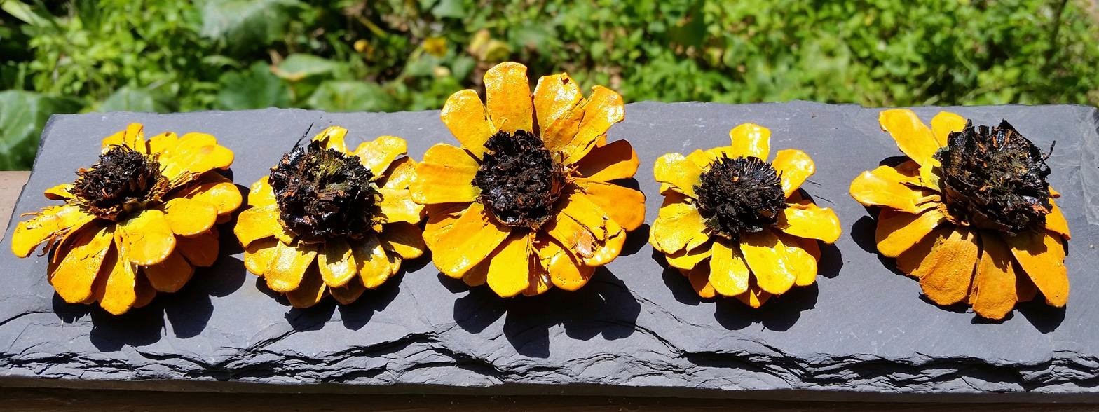 Painted Pine cone daisy Zinnia Flowers Zinnia Pine cones Yellow daisy Set of 3