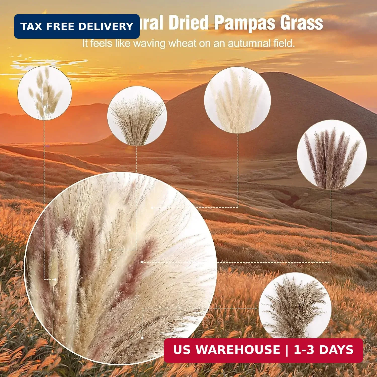 N&T NETING Dried Pampas Grass Decor- White Pampas Grass, Brown Pampas, Bunny Tai