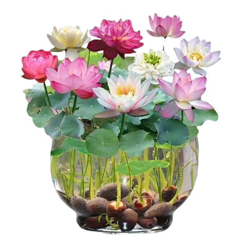 30 Mix Lotus Seeds Mix Color Lotus flower Seeds Sacred Indian Lotus