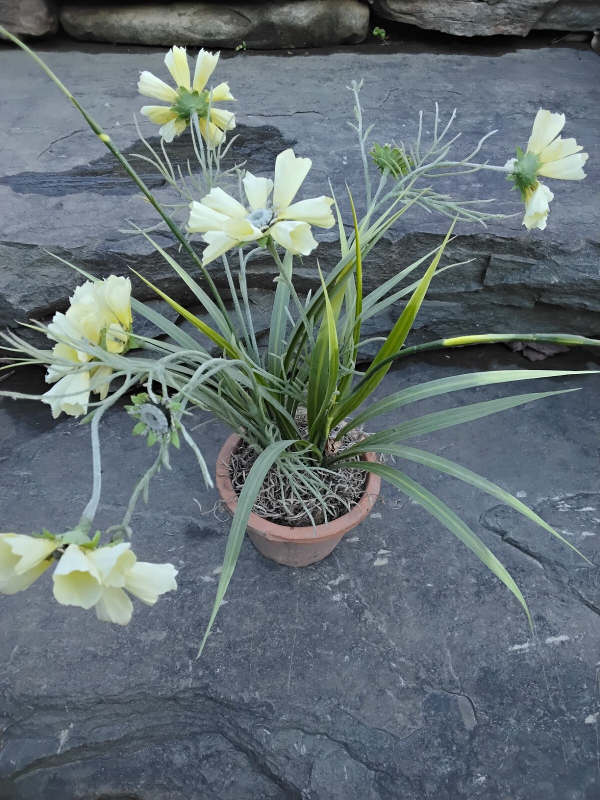Faux Yellow Spring Flower Plant in Terra Cotta Pot, Daisy, Toplis
