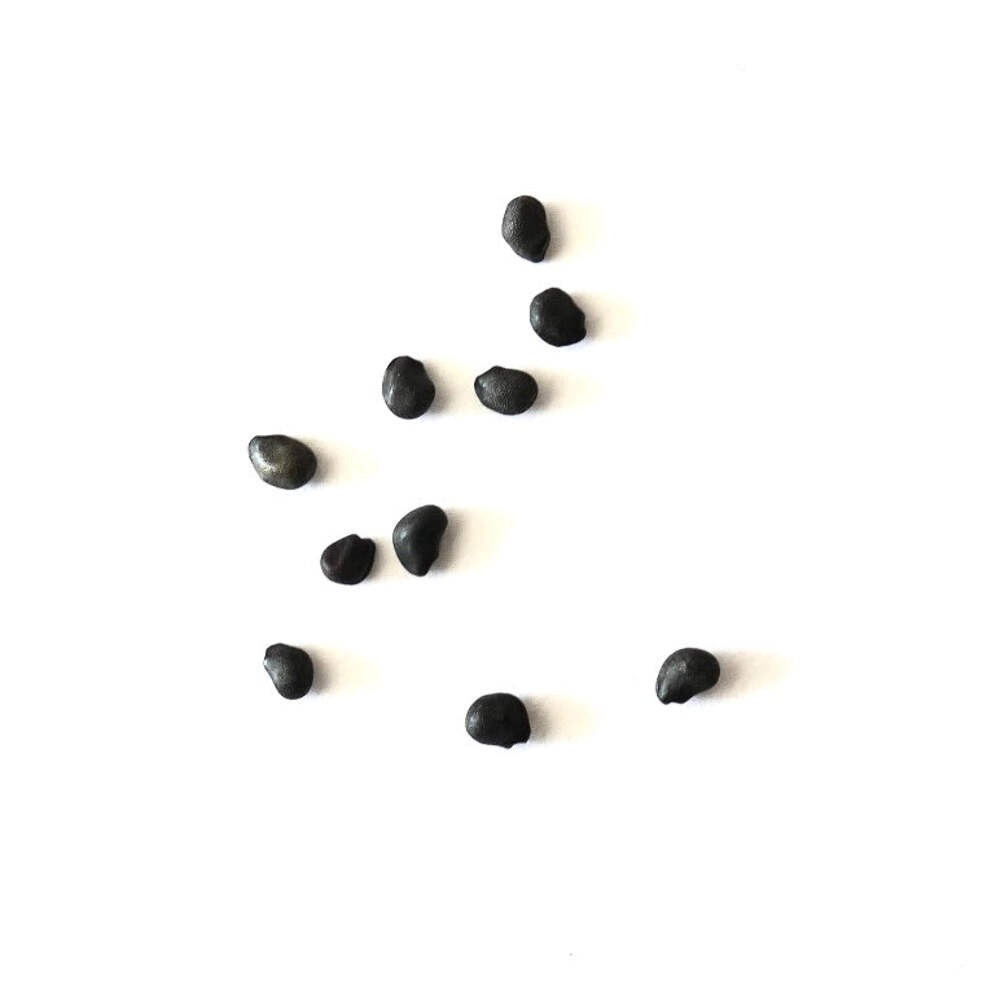 Ferocactus acanthodes var albispinus SEEDS – White-spined barrel cactus | Desert