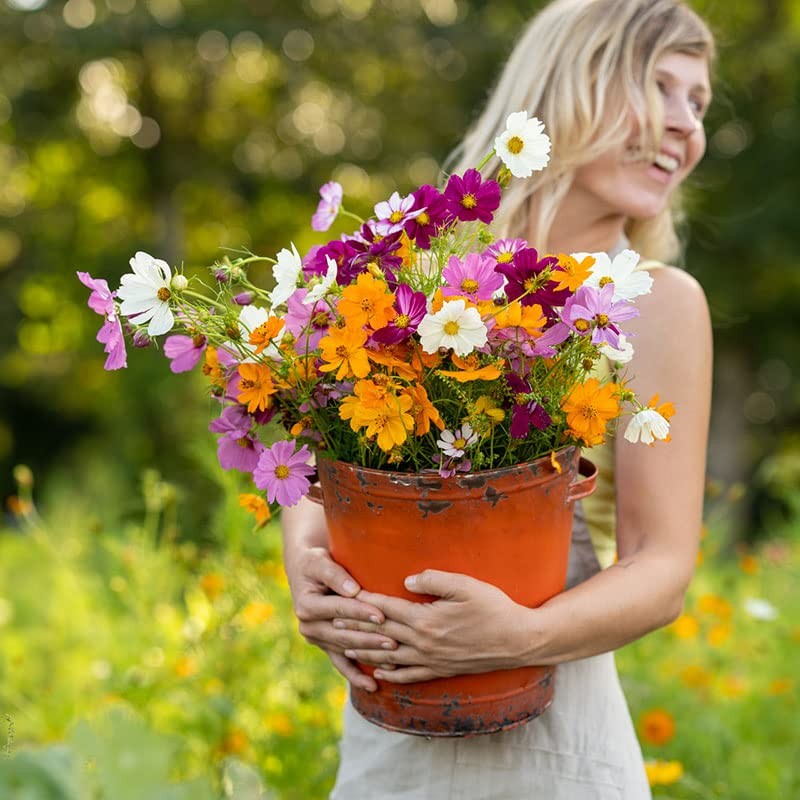 Crazy for Cosmos Flower Mixed Seeds for Planting, 1/4 lb, 120,000+ Seeds with…
