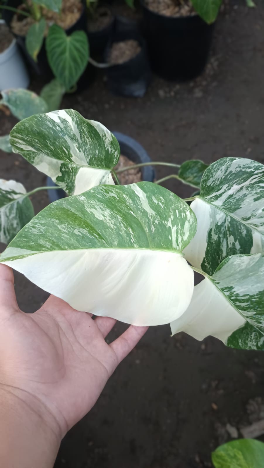 Real Picture Monstera White Swan Marble Variegated 6 Leaves