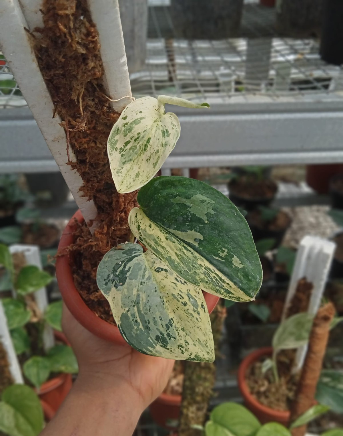 Real Pict Scindapsus Cream Blue Variegated Rare Plant