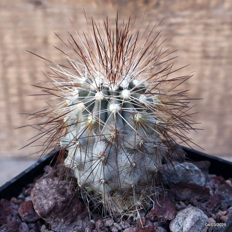 D3386 COPIAPOA KRAINZIANA V. SCOPULINA pot10-H7-W6 cm MaMa Cactus