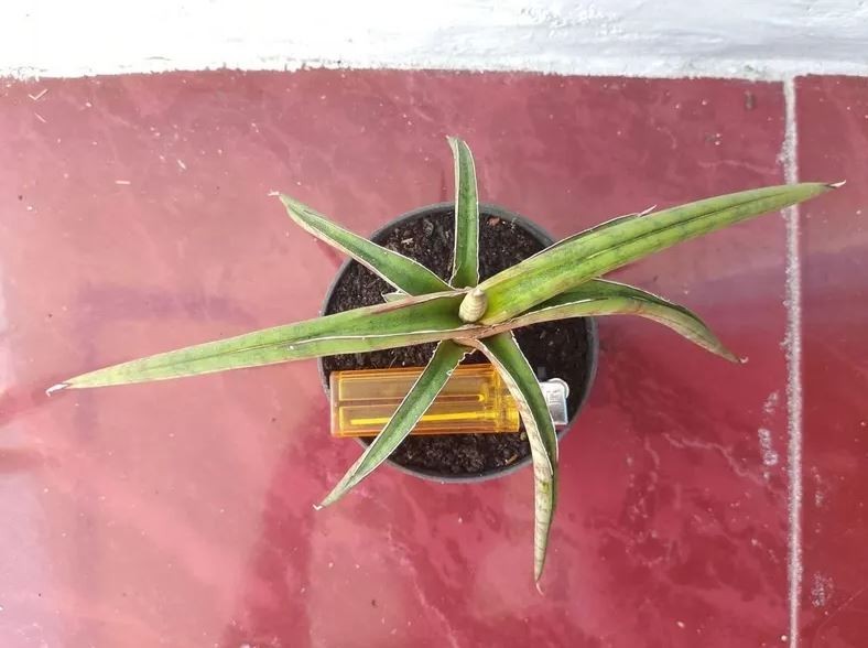 Sansevieria Rhodesiana Pink Mature Rare Uniqe Snake Plant