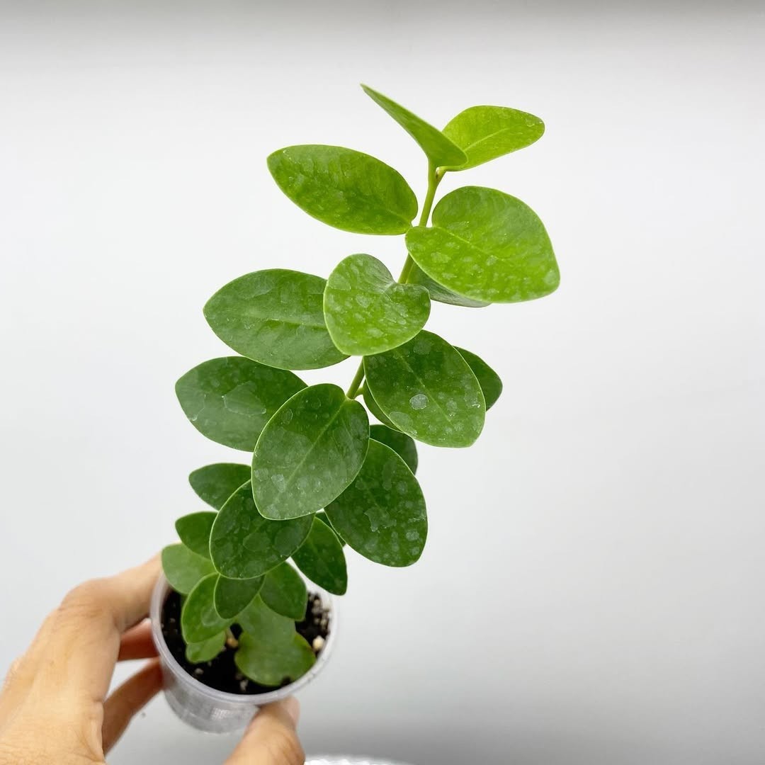 Hoya Cuminggiana Flava Rare Tropical Wax Plant
