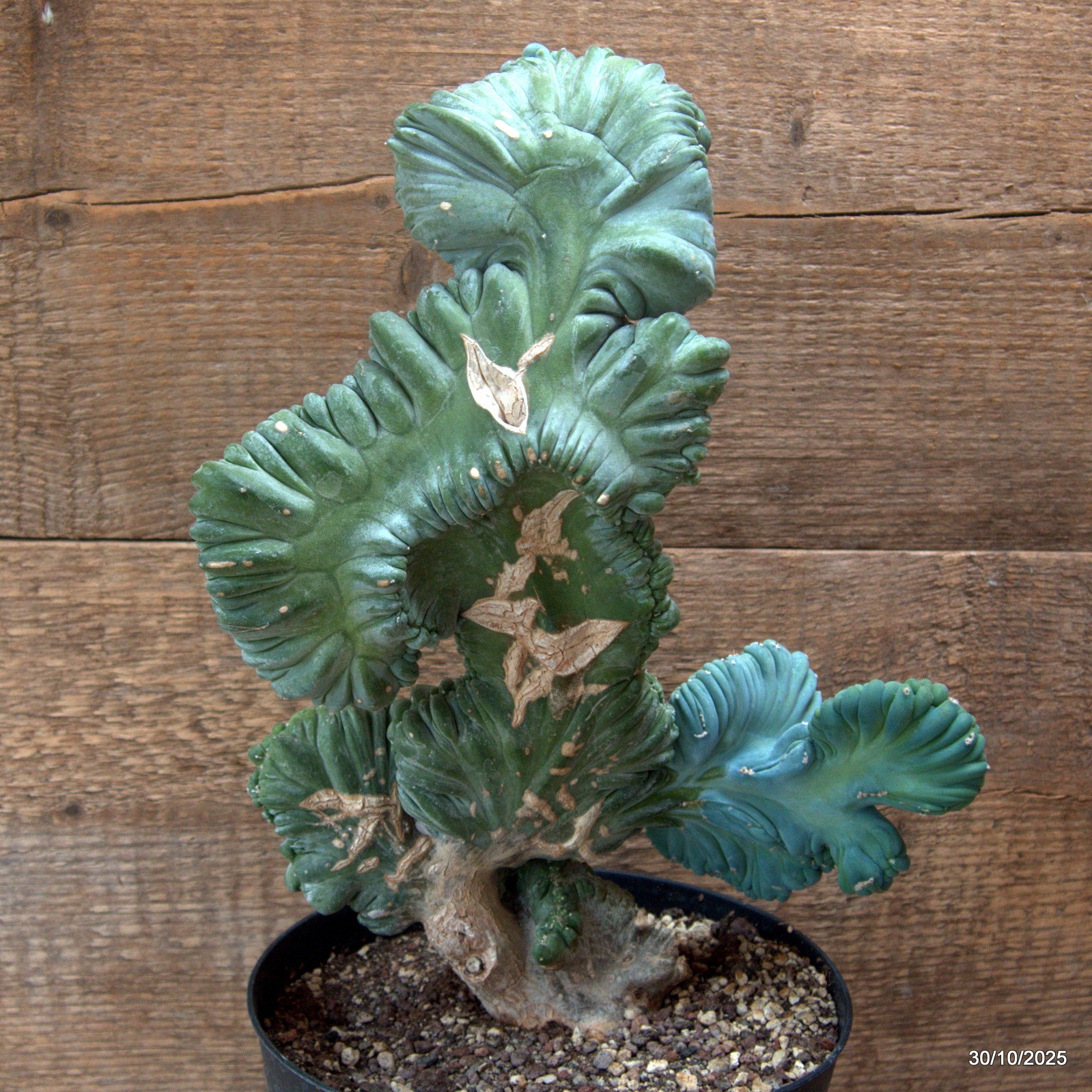 D7242 MYRTILLOCACTUS GEOMETRIZANS CRESTED pot18-H34-W23 cm MaMa Cactus
