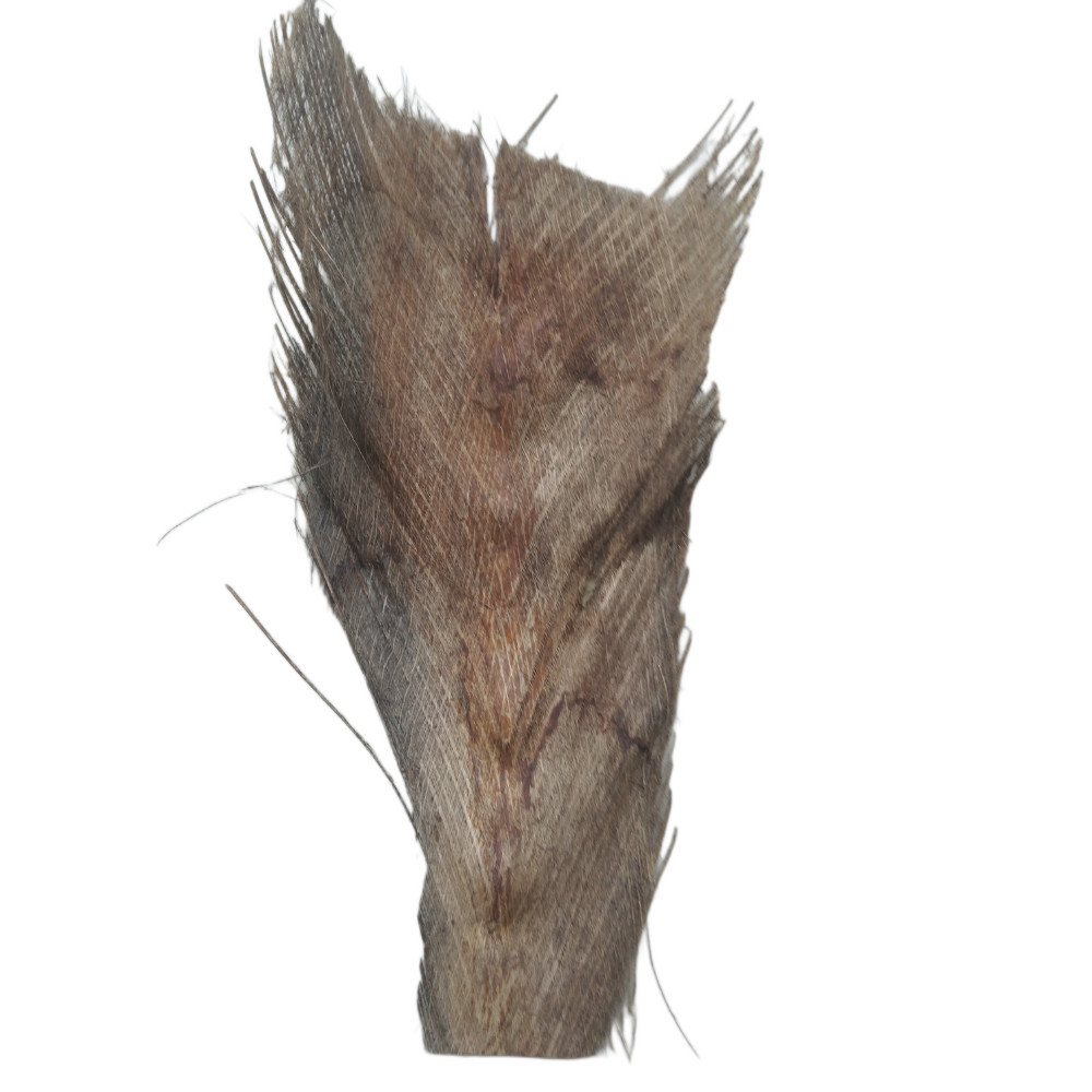 Coconut Tree Spathe for DIY Home Decorations 100% natural organic Free Shipping