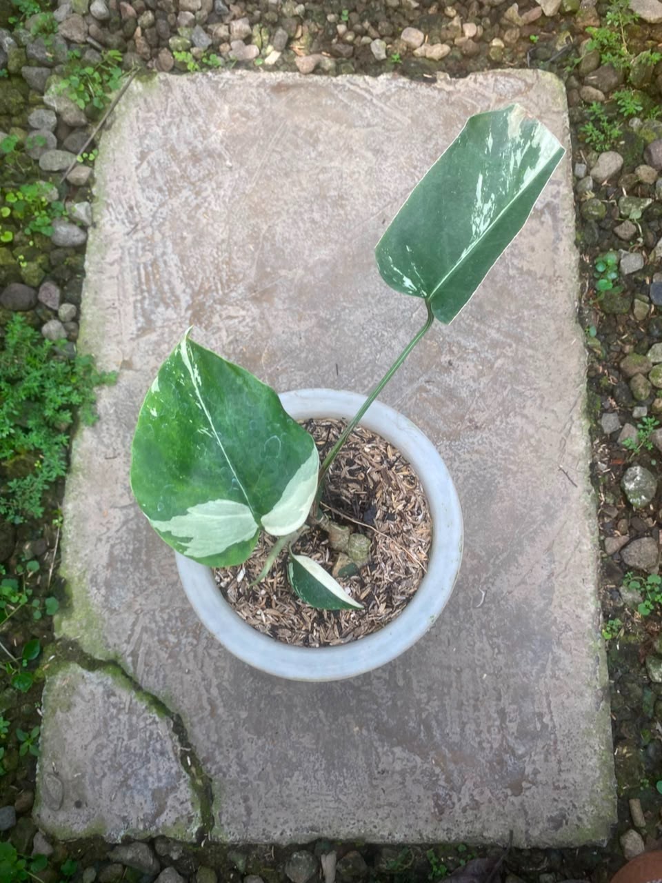 Monstera Jungle Mint , Rare Variegated Monstera, Real Picture, Aroid Houseplant