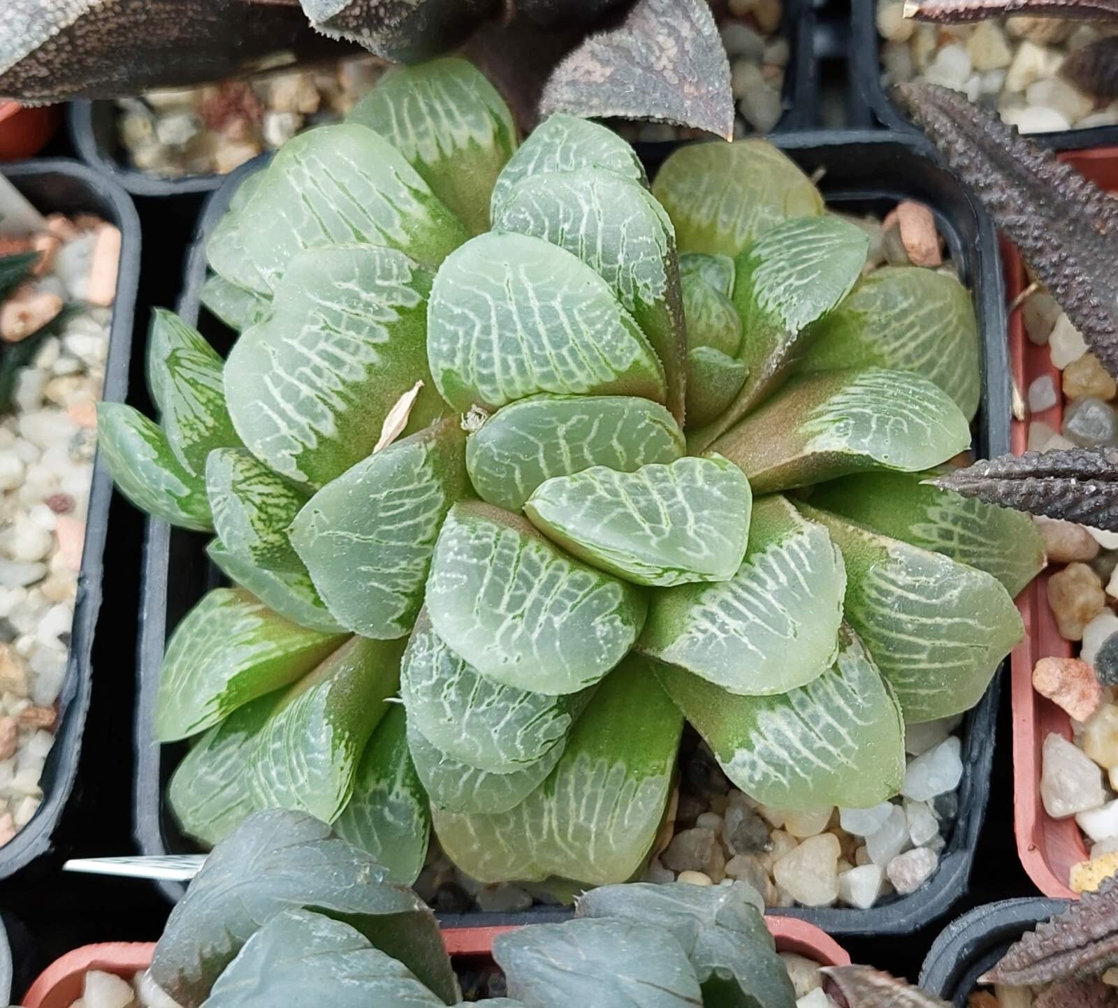 Haworthia VVG2 x VVG3 10seeds harvest 2023
