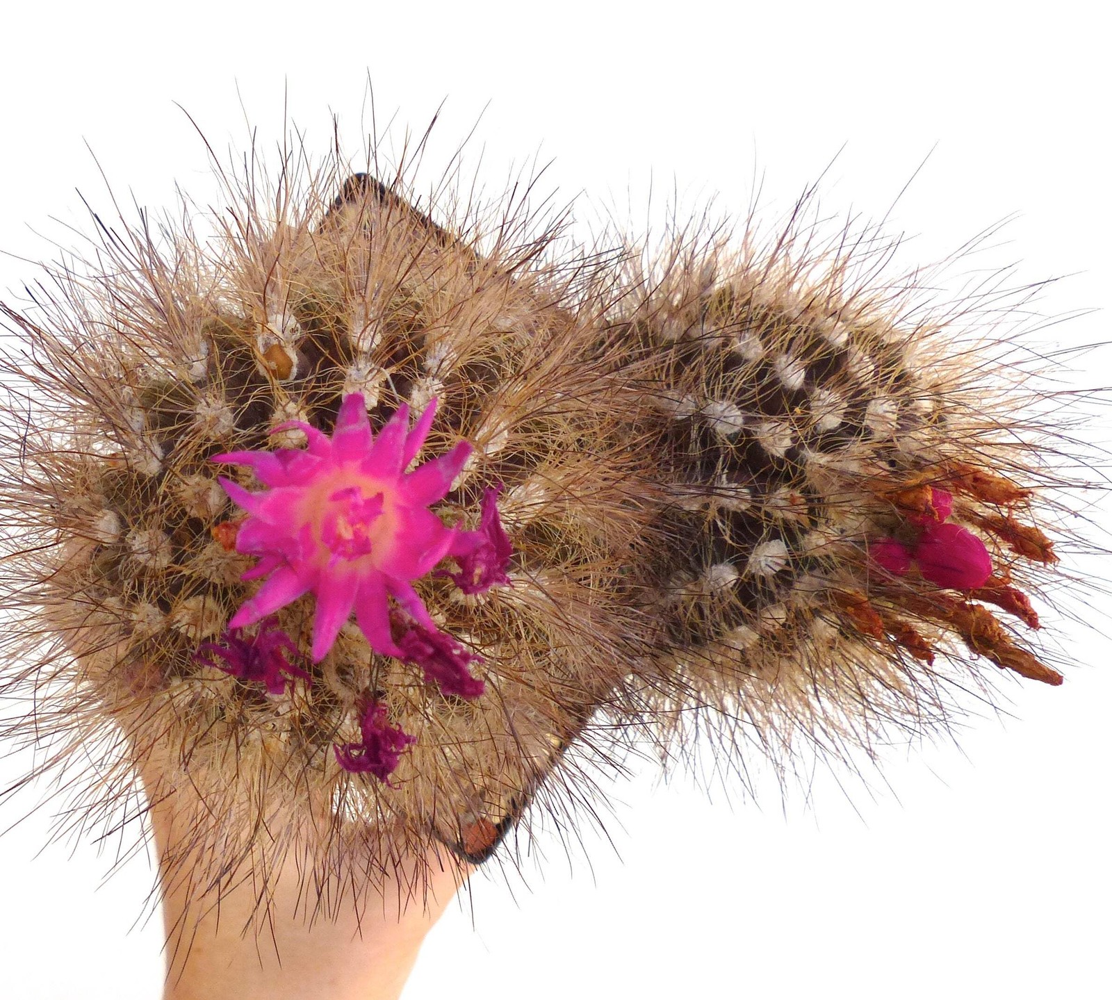 Neoporteria villosa 10 SEEDS – Neoporteria | Villosa cactus