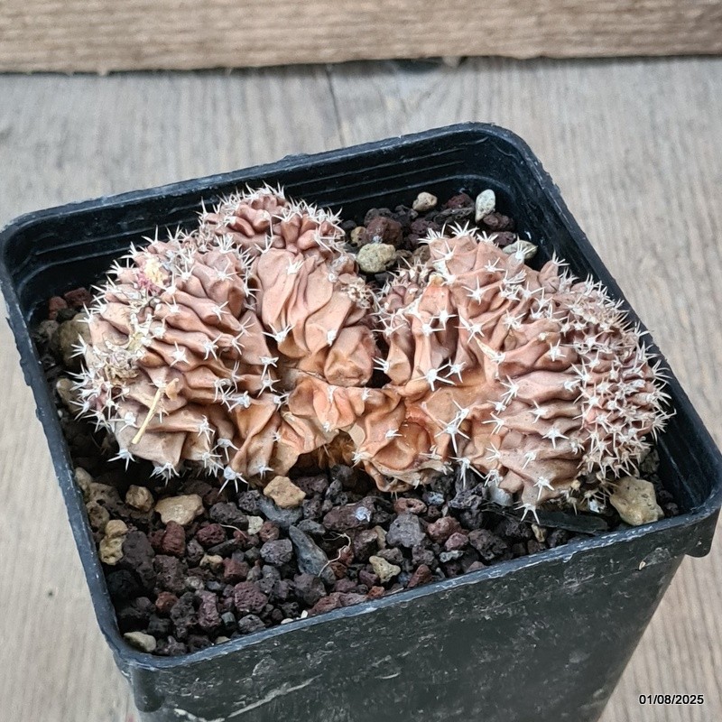 D5647 GYMNOCALYCIUM MIHANOVICHII CRESTED pot9-H4-W9 cm MaMa Cactus