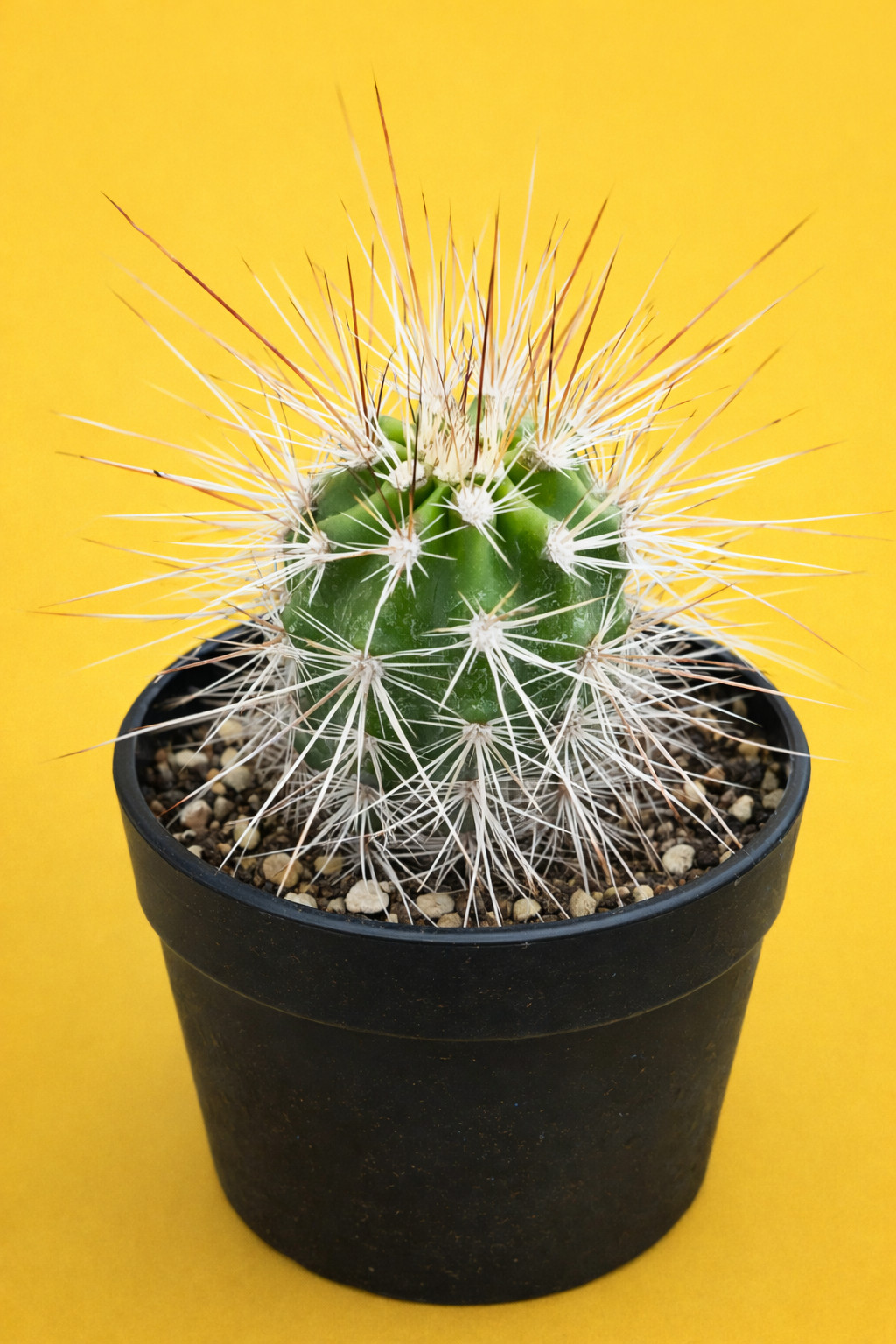 Echinocereus llanuraensis SEEDS – Rare Cactus SEEDS