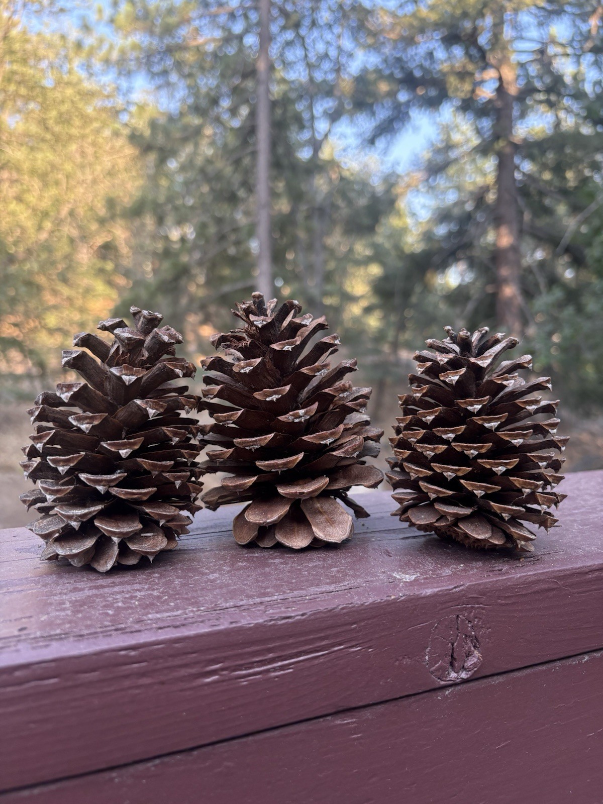 Organic Pinecones Handpicked California -Grown for Crafts and Decor