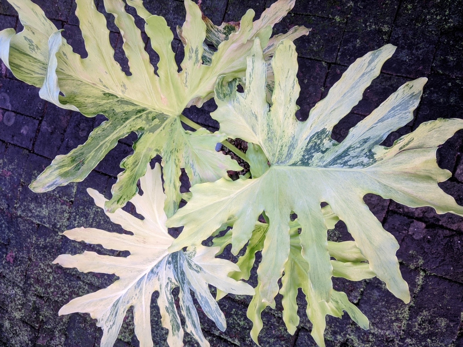 Thaumatopillum Dragon Fire Variegated Real Picture Large Size Free Phito