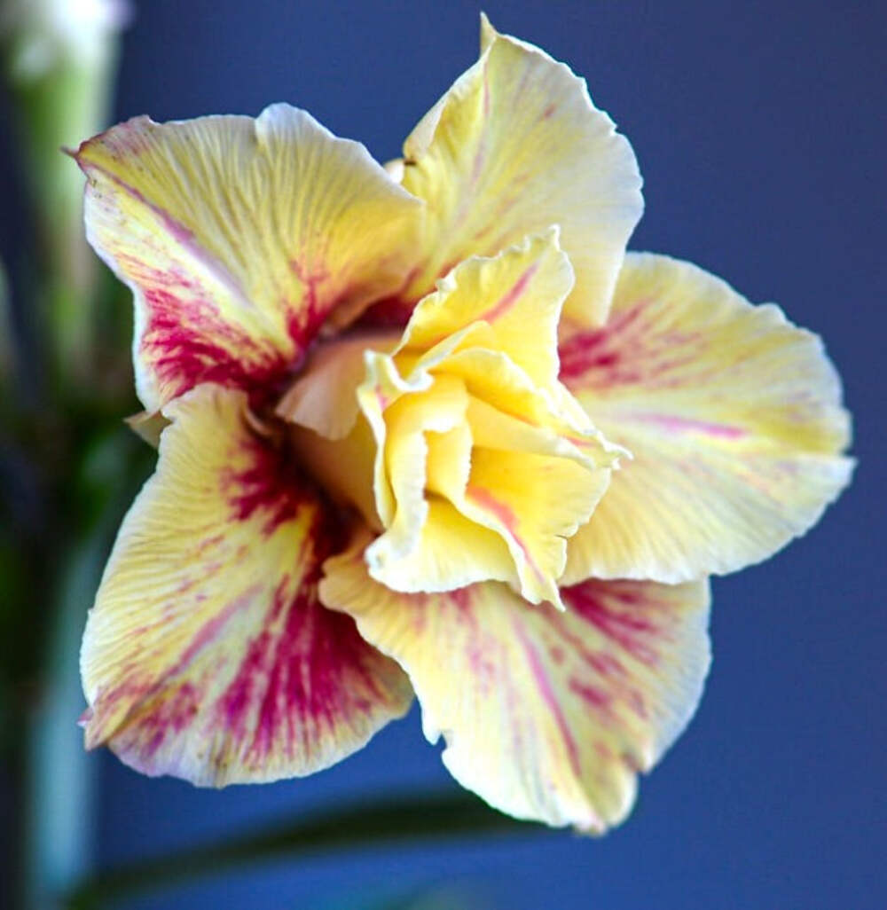 Adenium obesum cv YELLOW STAR –