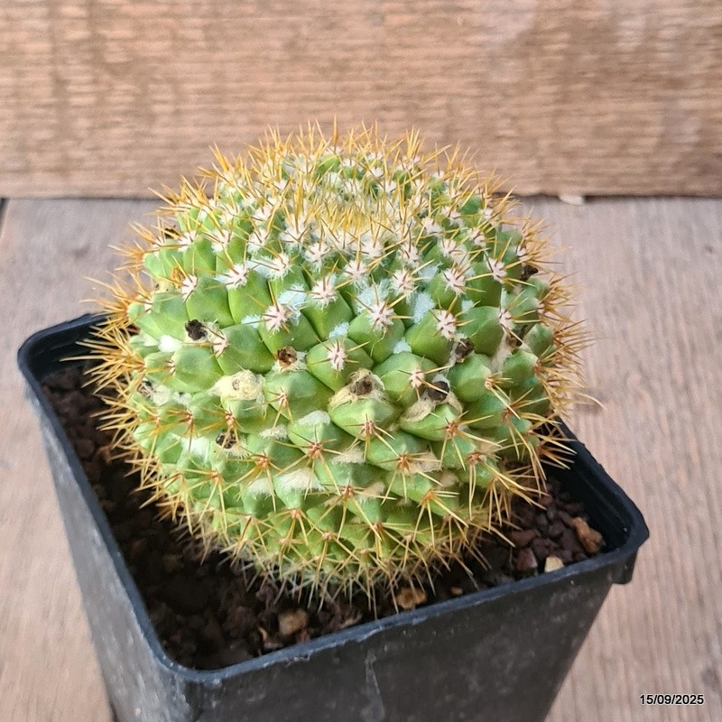 D6431 MAMMILLARIA MARKSIANA pot9-H8-W9 cm MaMa Cactus