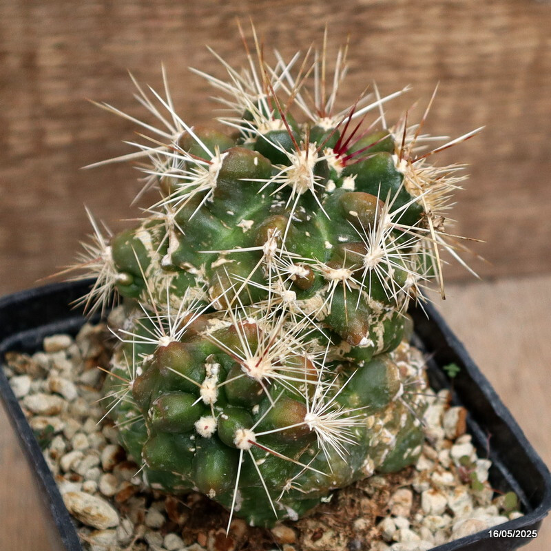 D4217 FEROCACTUS FLAVOVIRENS X RODANTHUS MONSTER pot10-H10-W10 cm MaMa Cactus