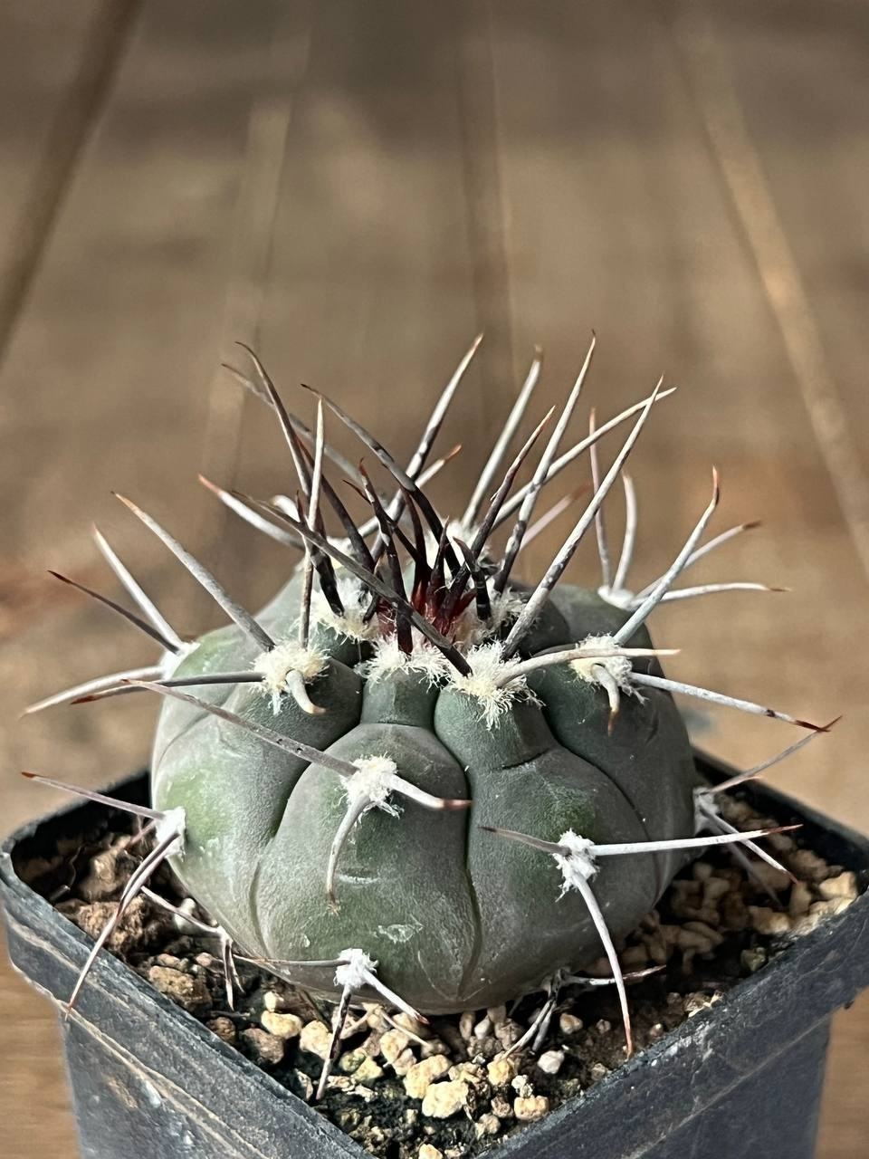 A43-1 Gymnocalycium bozsingianum, VS 19, Villa Chepes, La Rioja, own root