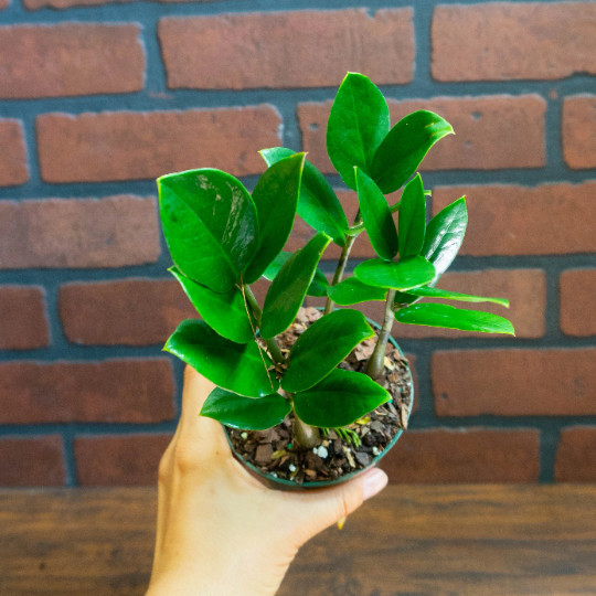 ZZ Plant with 4″ inch Potted Live Houseplant | Zamioculcas Zamiifolia