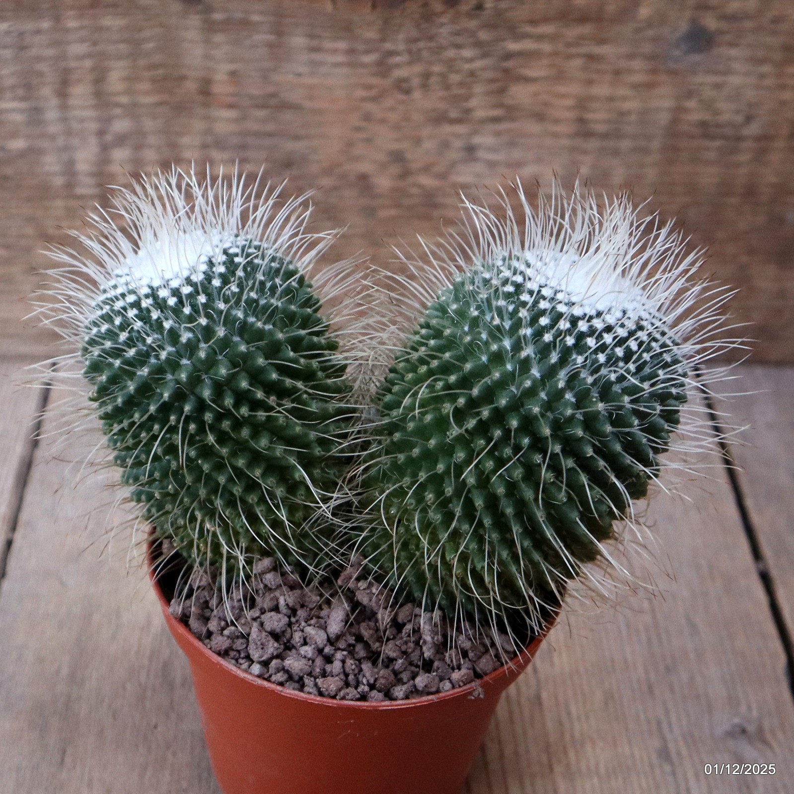 D7619 MAMMILLARIA SPINOSISSIMA UNPICO pot10-H11-W14 cm MaMa Cactus