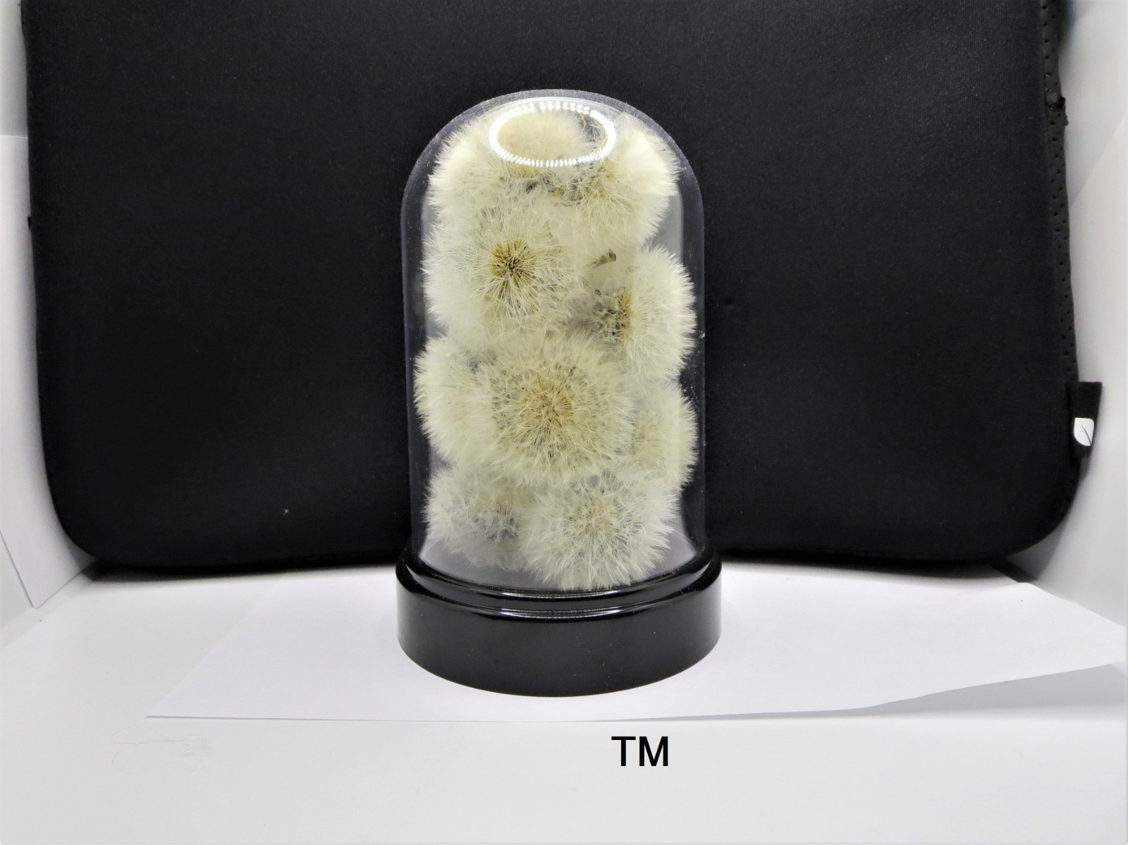 Dried Dandelion Art Dandelion Flower For Craft Dried Flowers decor Dandelions
