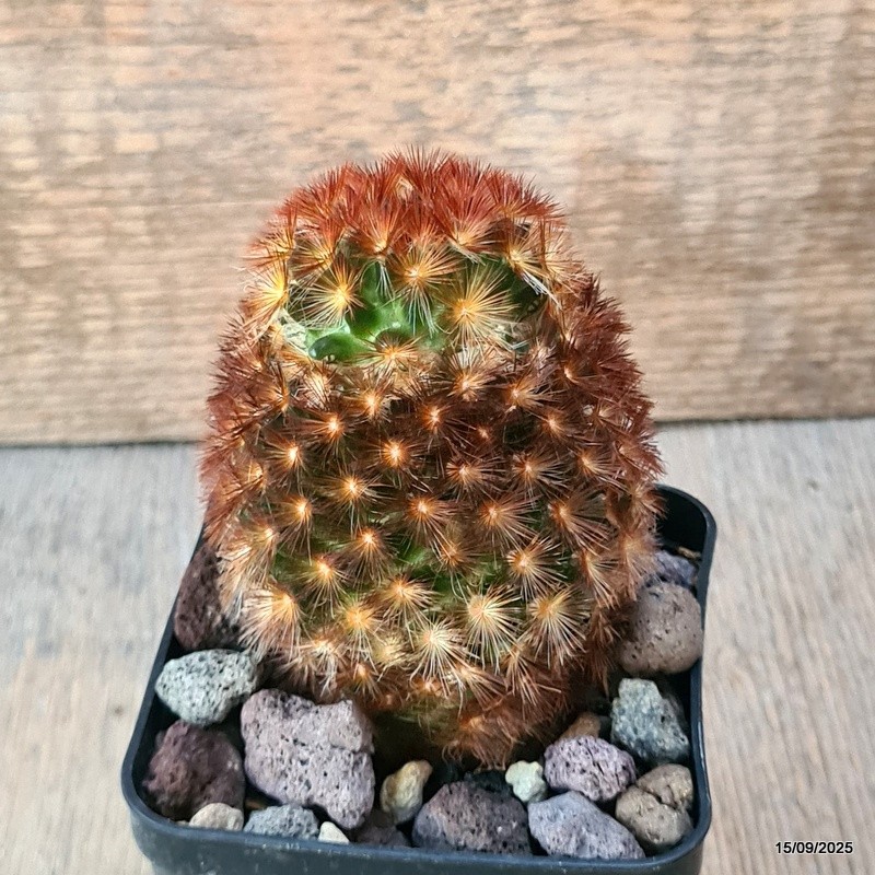 D6421 MAMMILLARIA CARMENAE pot8-H9-W7 cm MaMa Cactus