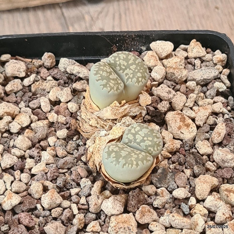 D5548 LITHOPS SALICOLA MACULATE C86 pot10-H3,5-W4,5 cm MaMa Cactus