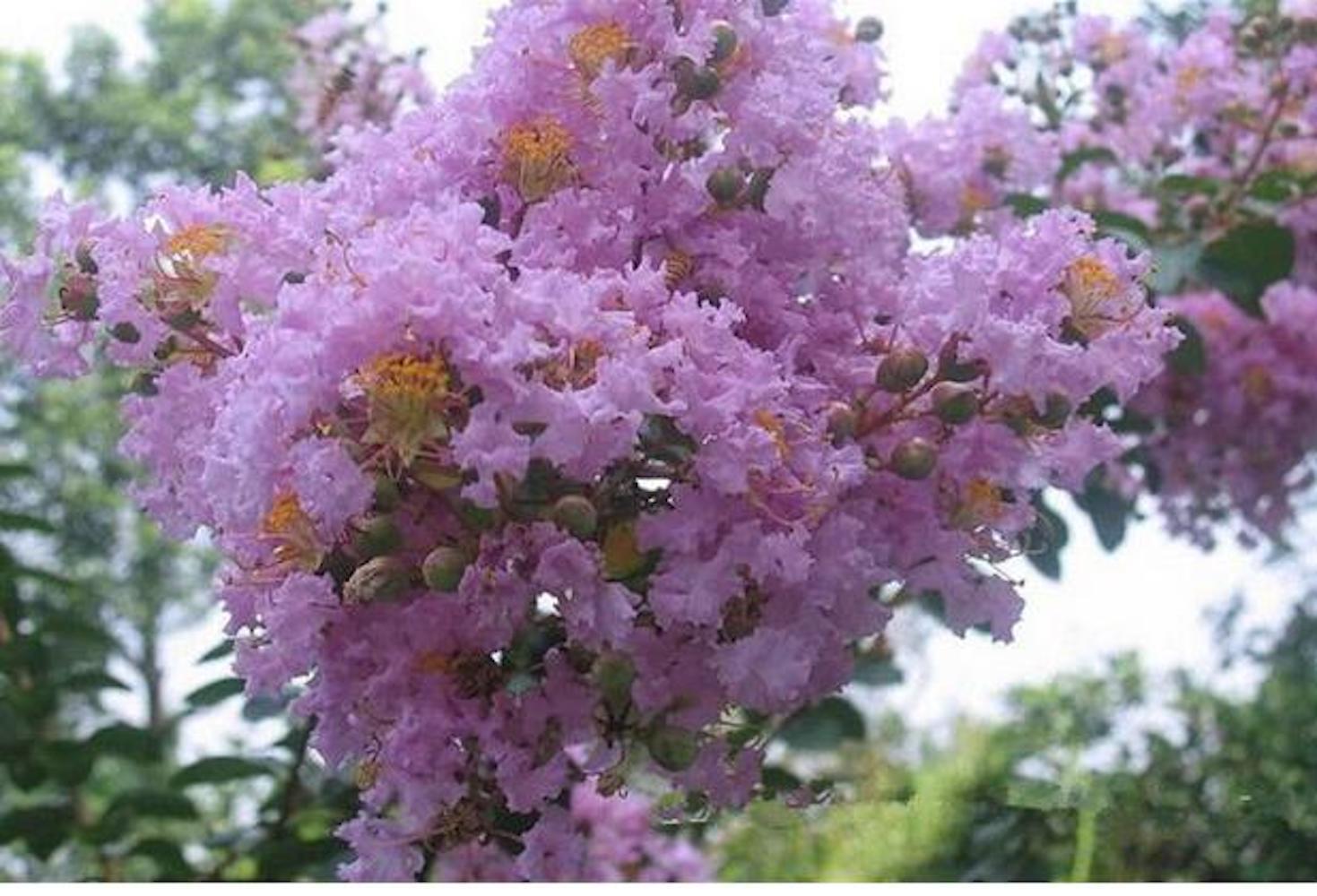 (10) CRAPE/CREPE MYRTLE SEEDS rare exotic flower garden tree USA SELLER W/TRACK