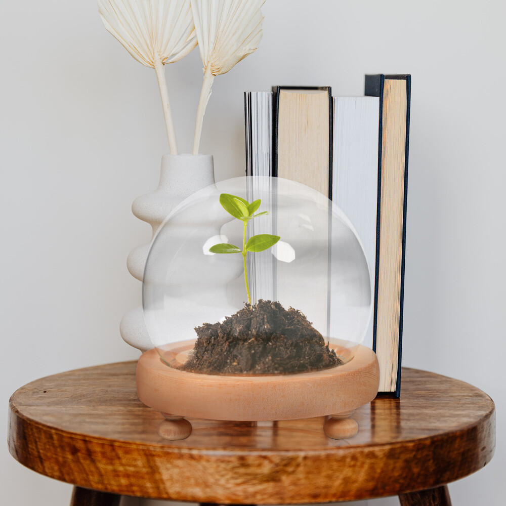 1PC Handle Cloche with Wood Base Glass Cloche with Base Clear Glass Dome Stand