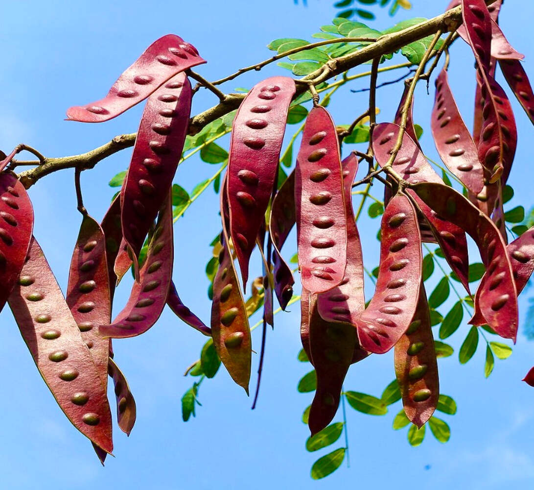 Albizia niopoides 10-20cm | Niopo tree | False acacia – Niopo tree | False acaci