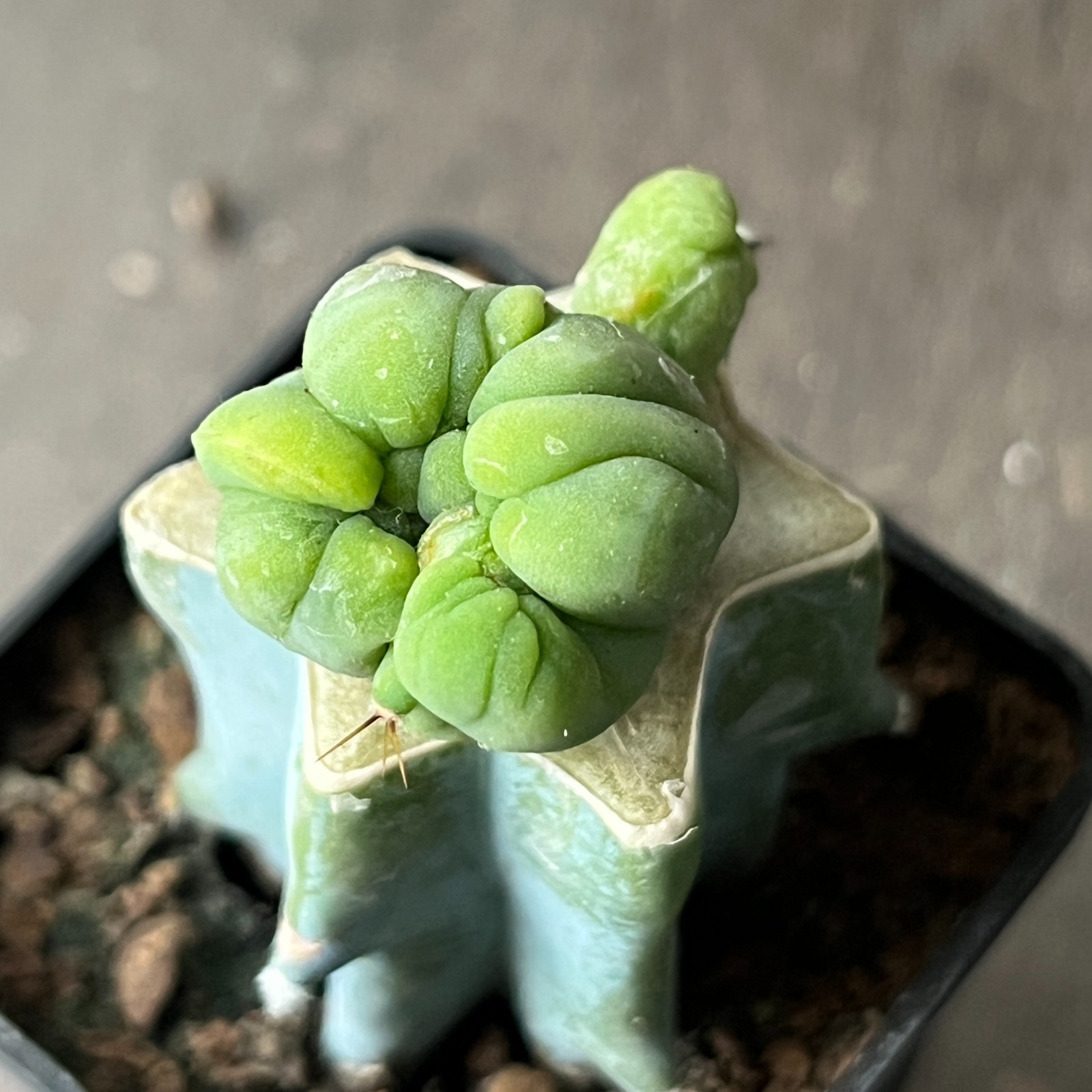 A14-1699 famous cactus f. monstrosa 2 pieces (Grafted)