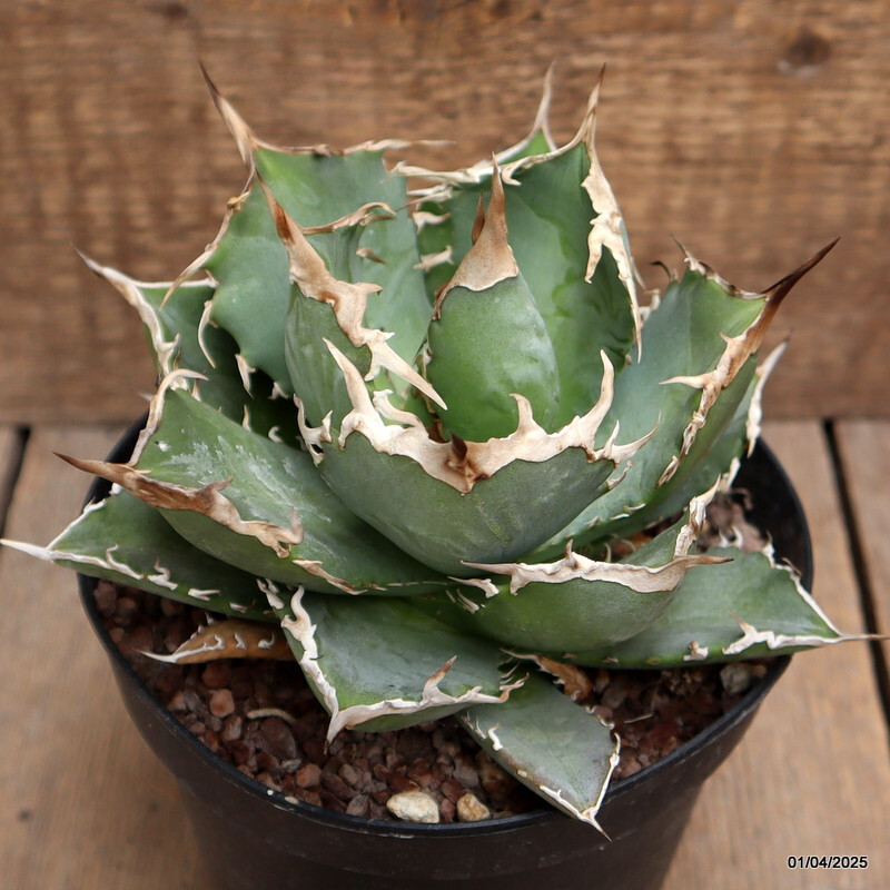 D119 AGAVE TITANOTA pot14-H11-W15 cm MaMa Cactus