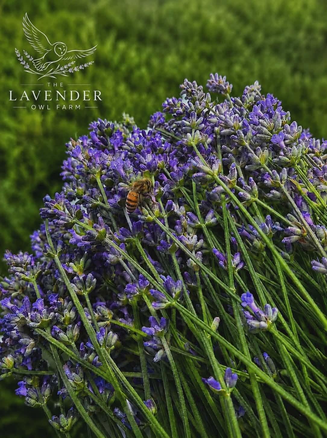 Dried Lavender Flowers Bundle Fragrant USA Farm Grown Wedding Decor Gift Bunch