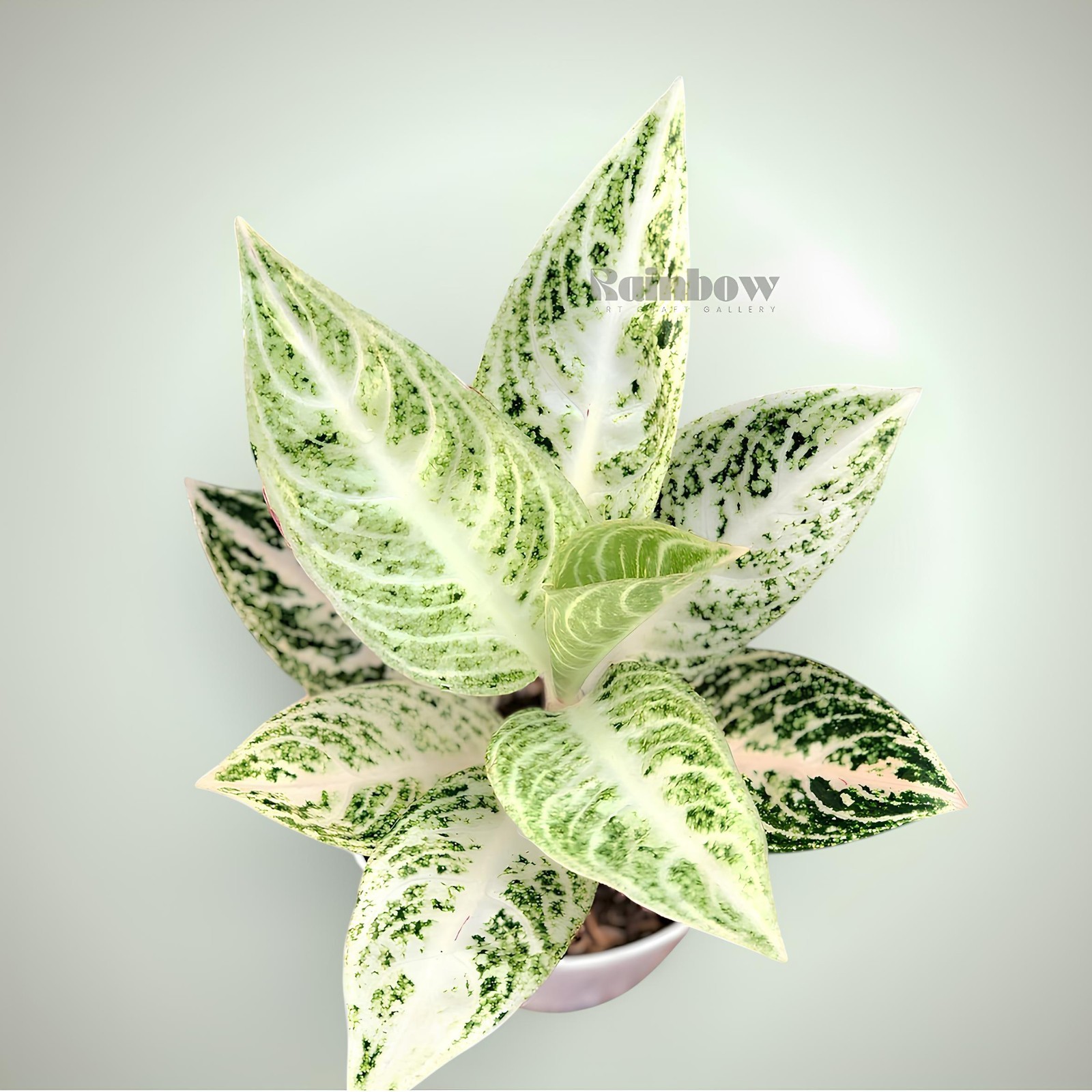 Aglaonema White Legacy Beatiful Ornamental Plant